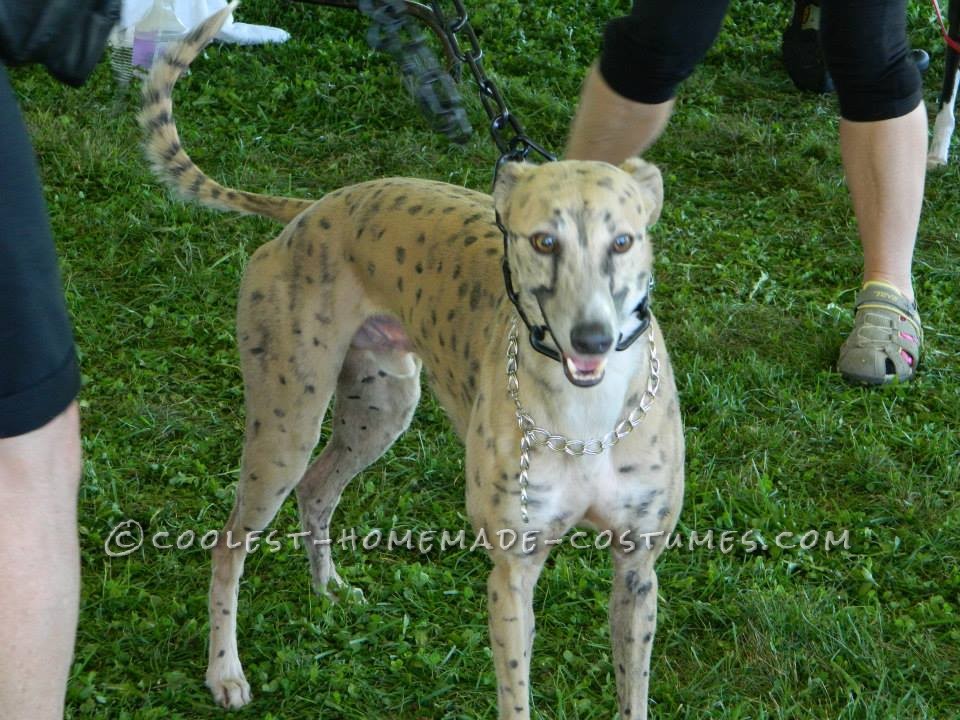 BAM our Dog Transformed into a Cheetah