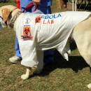 Witty Labrador Retriever Costume: EBOLA LAB