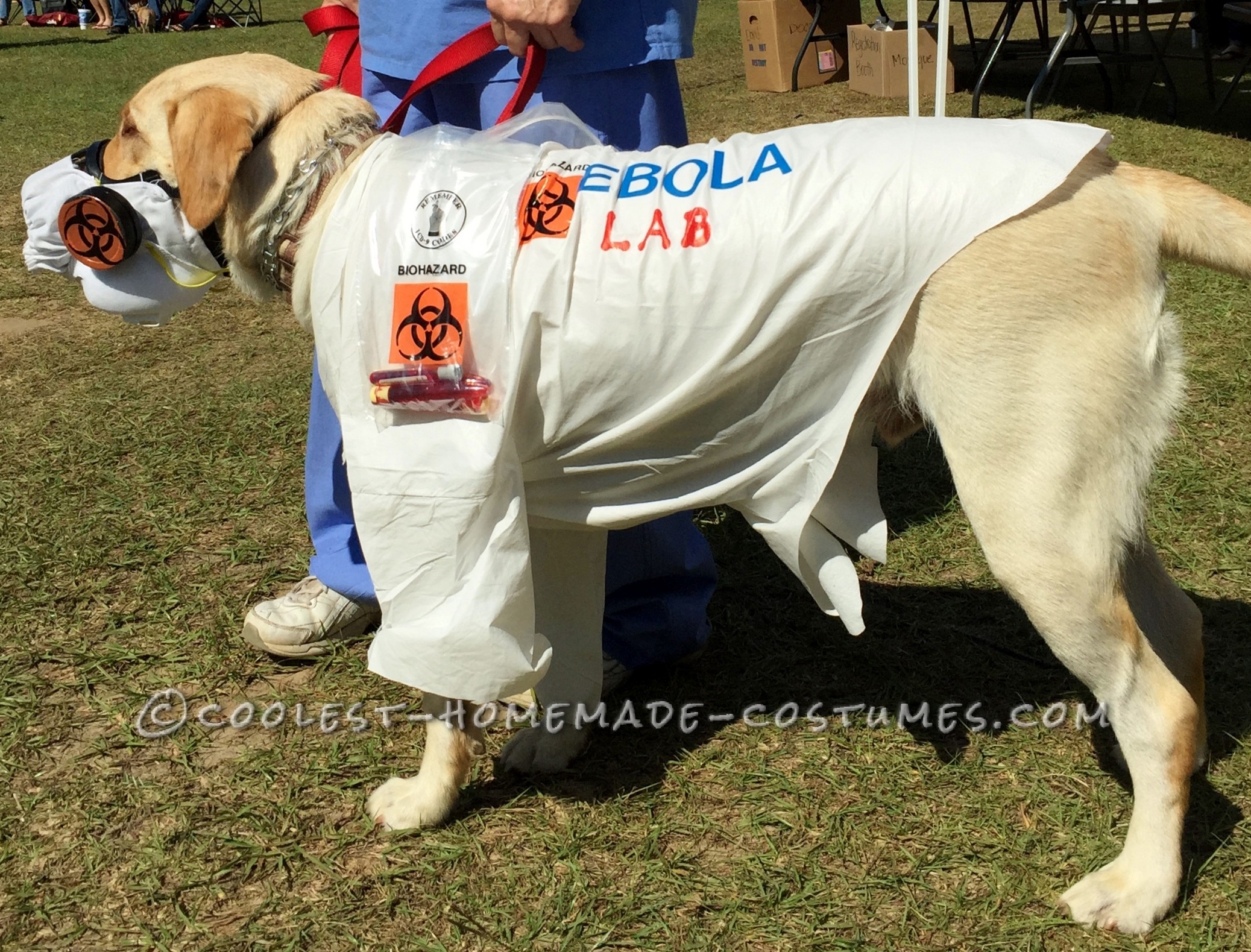 Witty Labrador Retriever Costume: EBOLA LAB