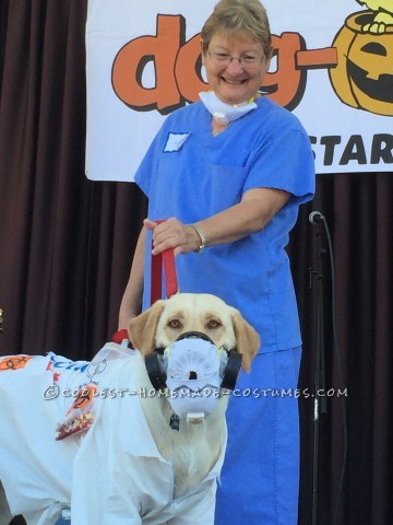 Witty Labrador Retriever Costume: EBOLA LAB