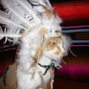 Coolest Indian Costume For a Cat