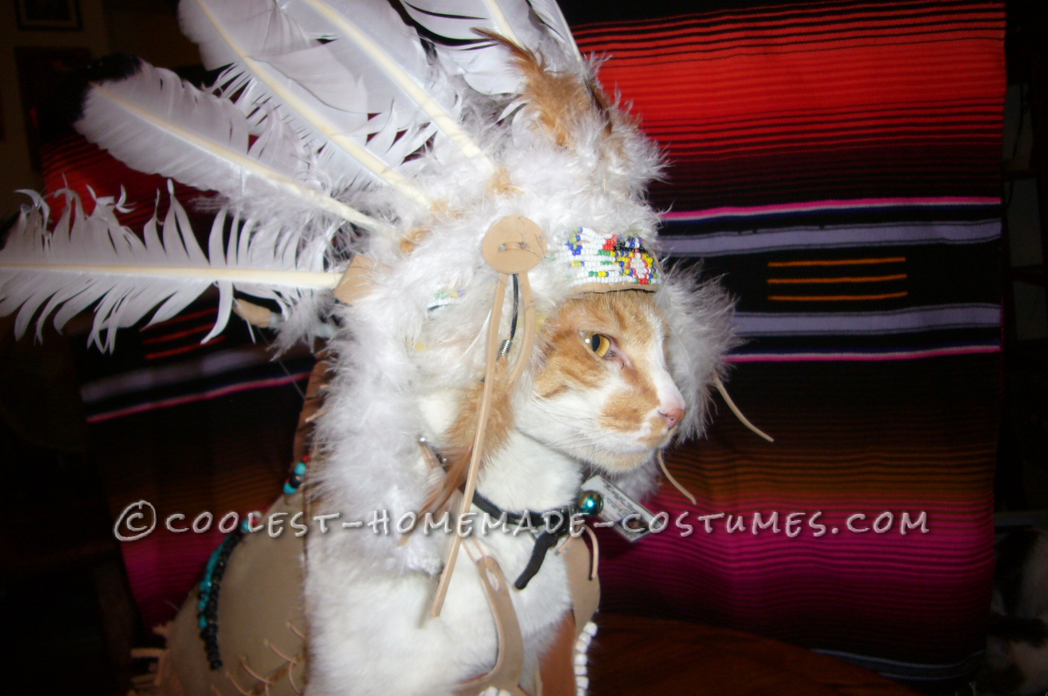 Coolest Indian Costume For a Cat