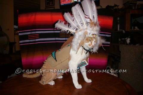 Coolest Indian Costume For a Cat