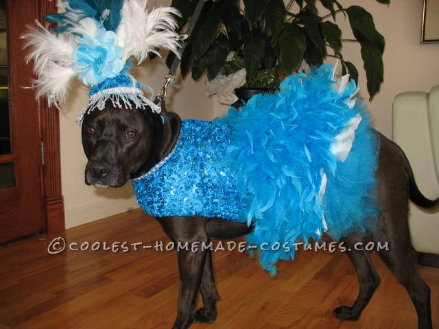 Copacabana Showgirl Costume for a Dog