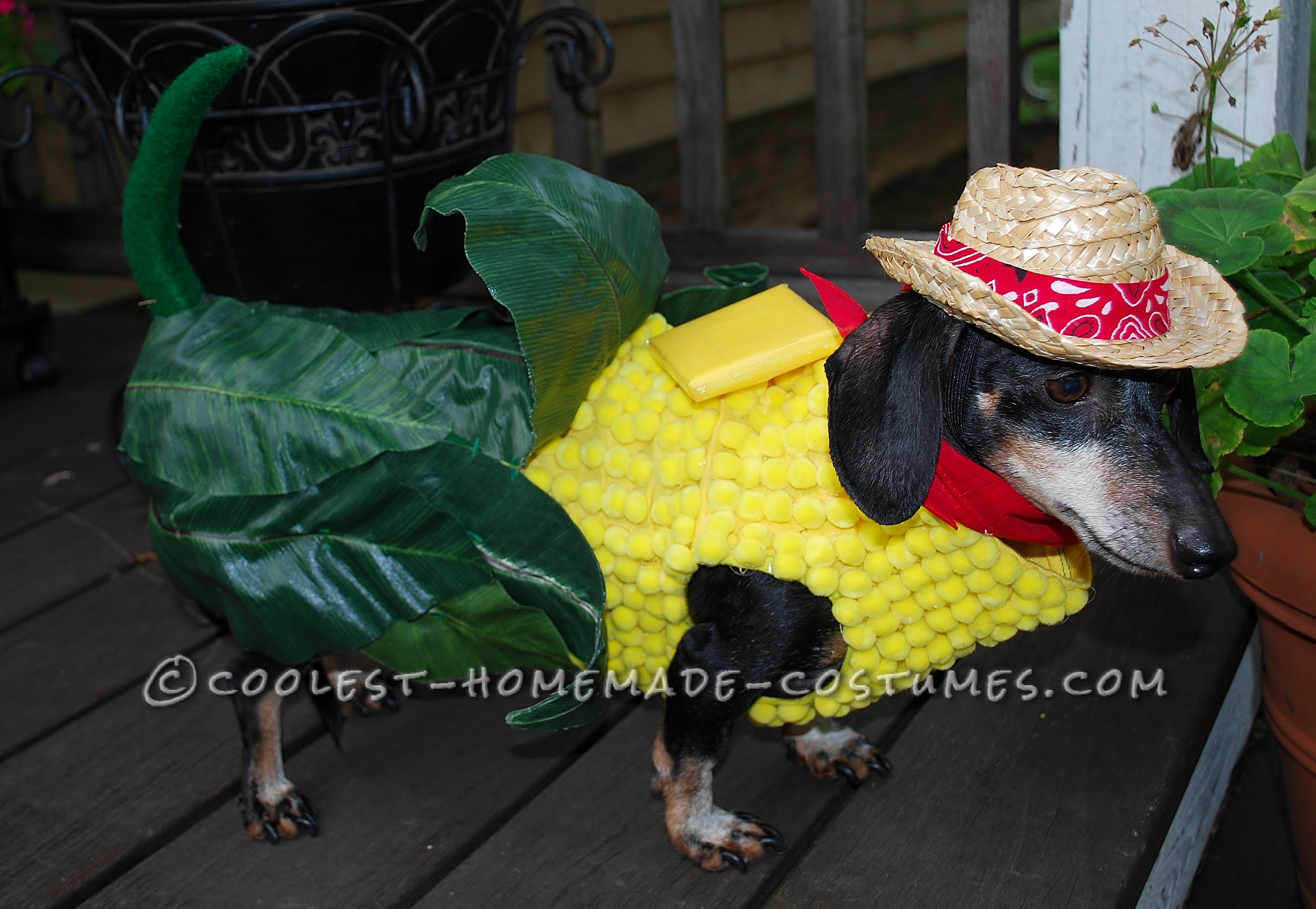 Corn on the Cob Costume for a Miniature Dachshund