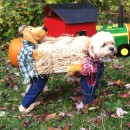 Scarecrow Dog Costume