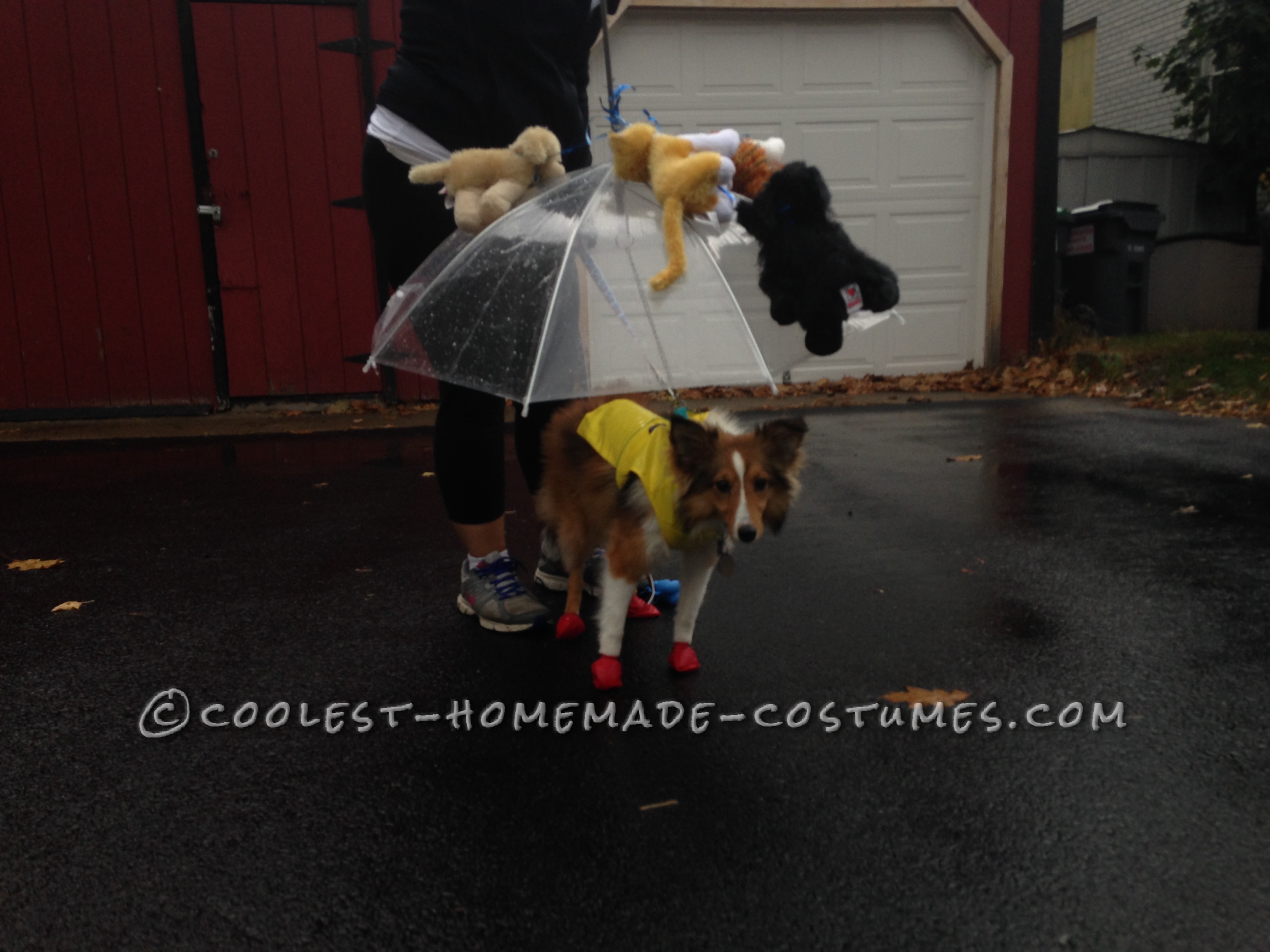 Raining Cats and Dogs Costume for a Dog