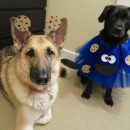 Deliciously Adorable Cookie Monster Costumes for Dogs