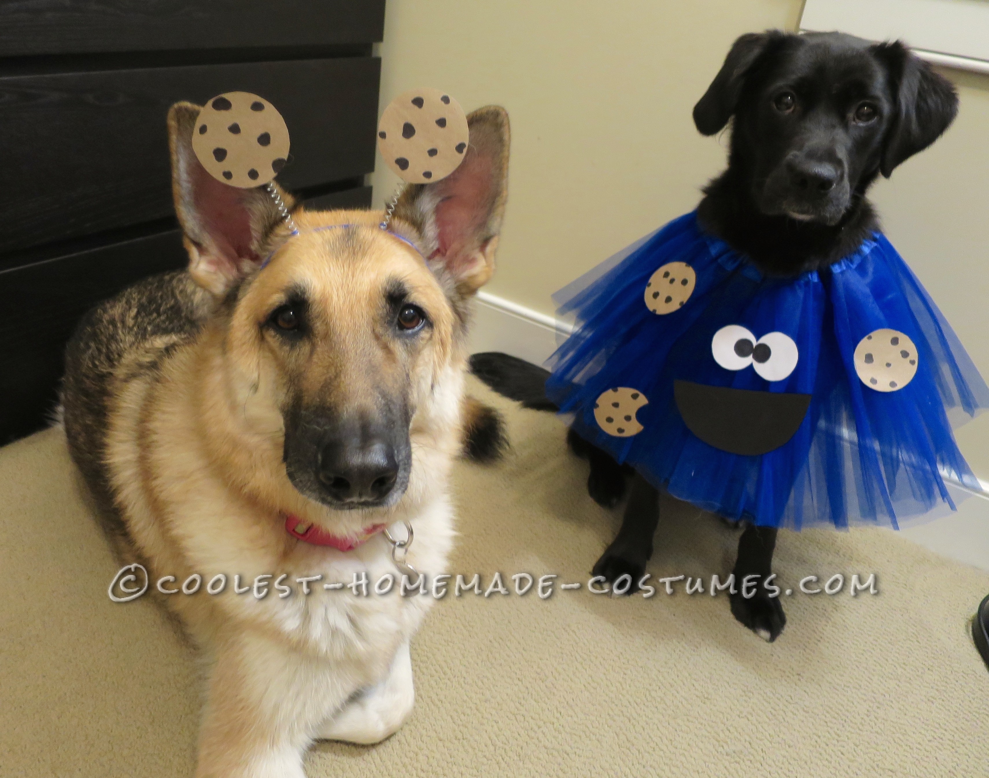 Deliciously Adorable Cookie Monster Costumes for Dogs