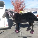 Giant Poodle Costume for a Horse!