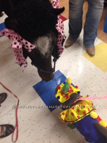 Giant Poodle Costume for a Horse!