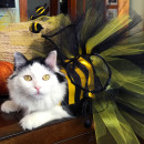 Homemade Bumble Bee Cat Costume