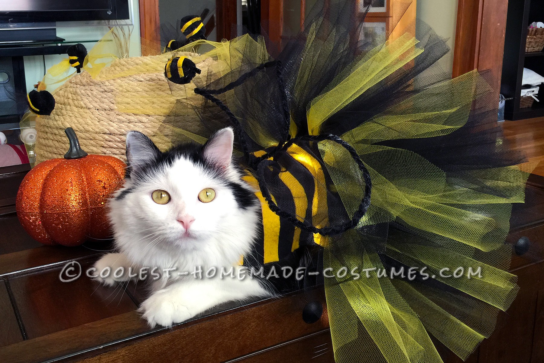 Homemade Bumble Bee Cat Costume