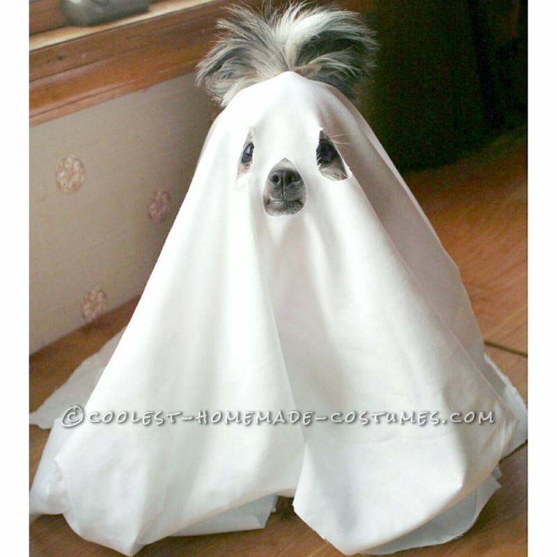 Scary Little ShitzBoo Dog Costume