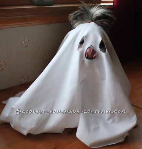 Scary Little ShitzBoo Dog Costume