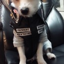 Jax Dog Costume from Sons of Anarchy