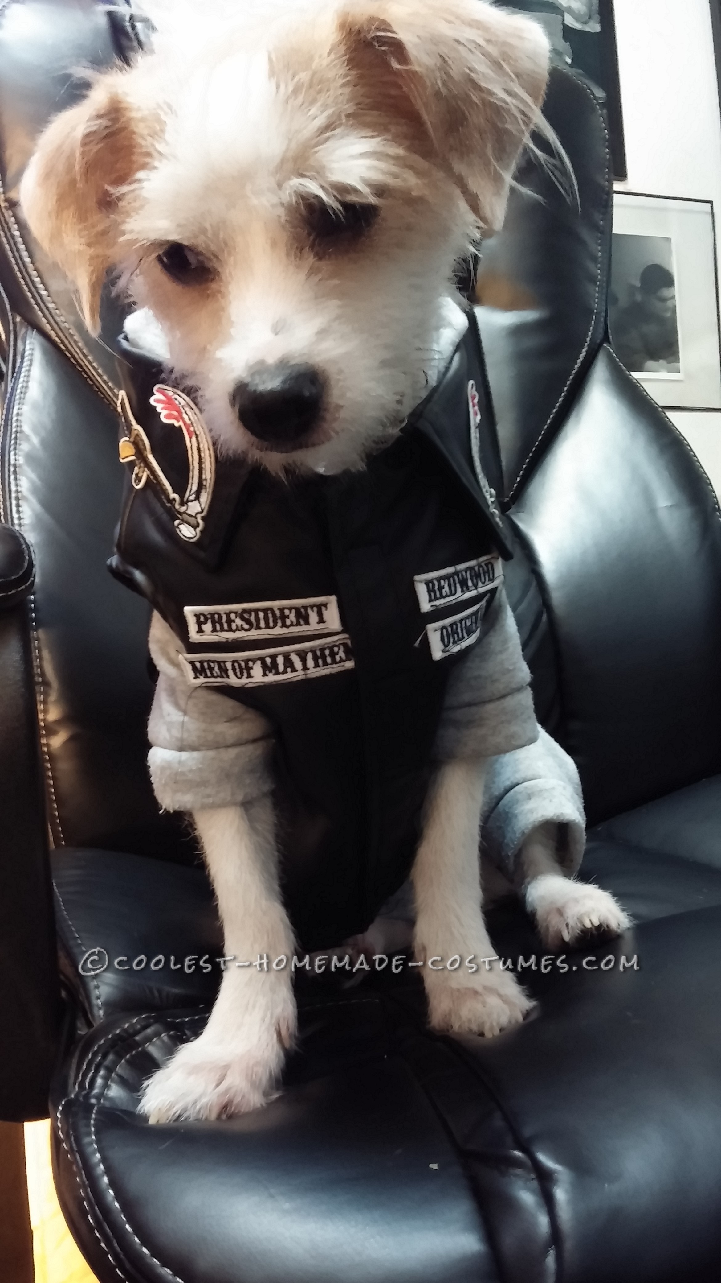 Jax Dog Costume from Sons of Anarchy