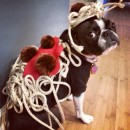 Maddie the Boston Terrier as "Spaghetti & Meatballs"