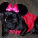 Cute Mickey and Minnie Mouse Pug Costumes