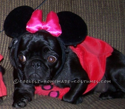 Cute Mickey and Minnie Mouse Pug Costumes