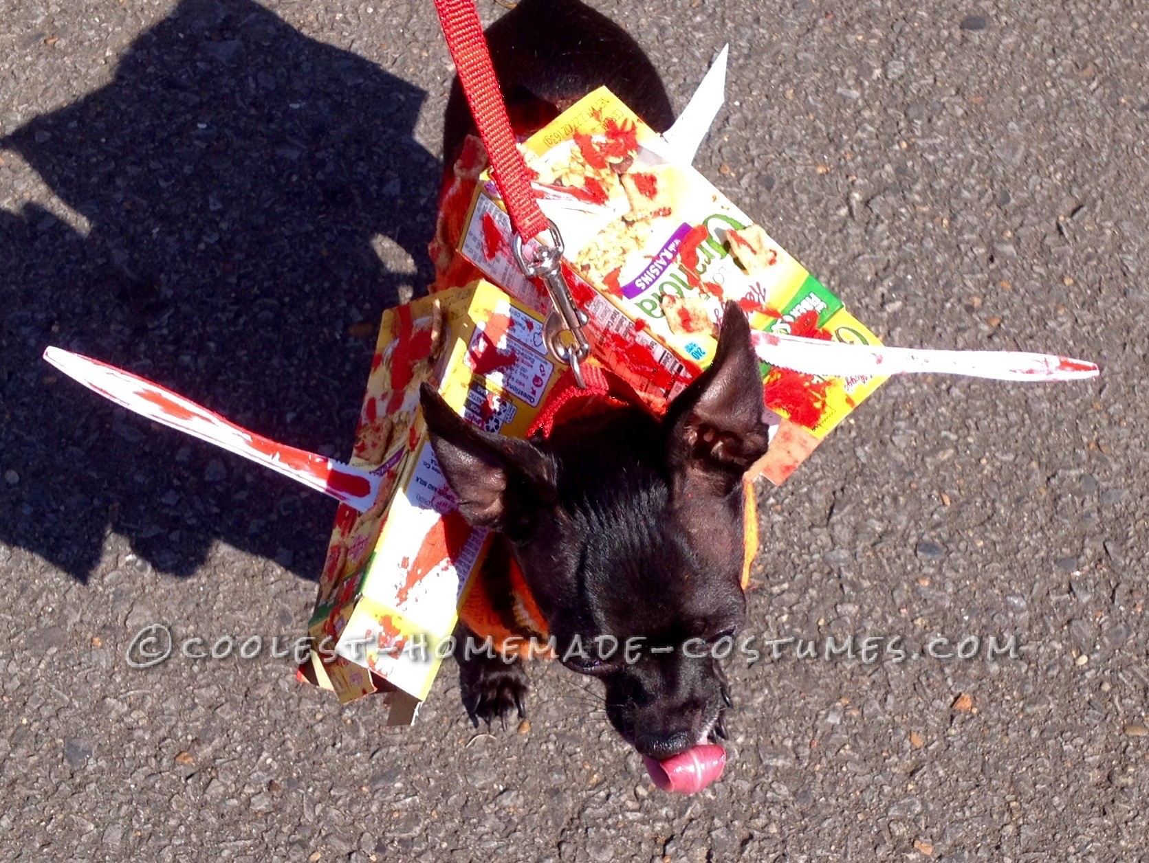 Moose The Chihuahua Cereal Killer