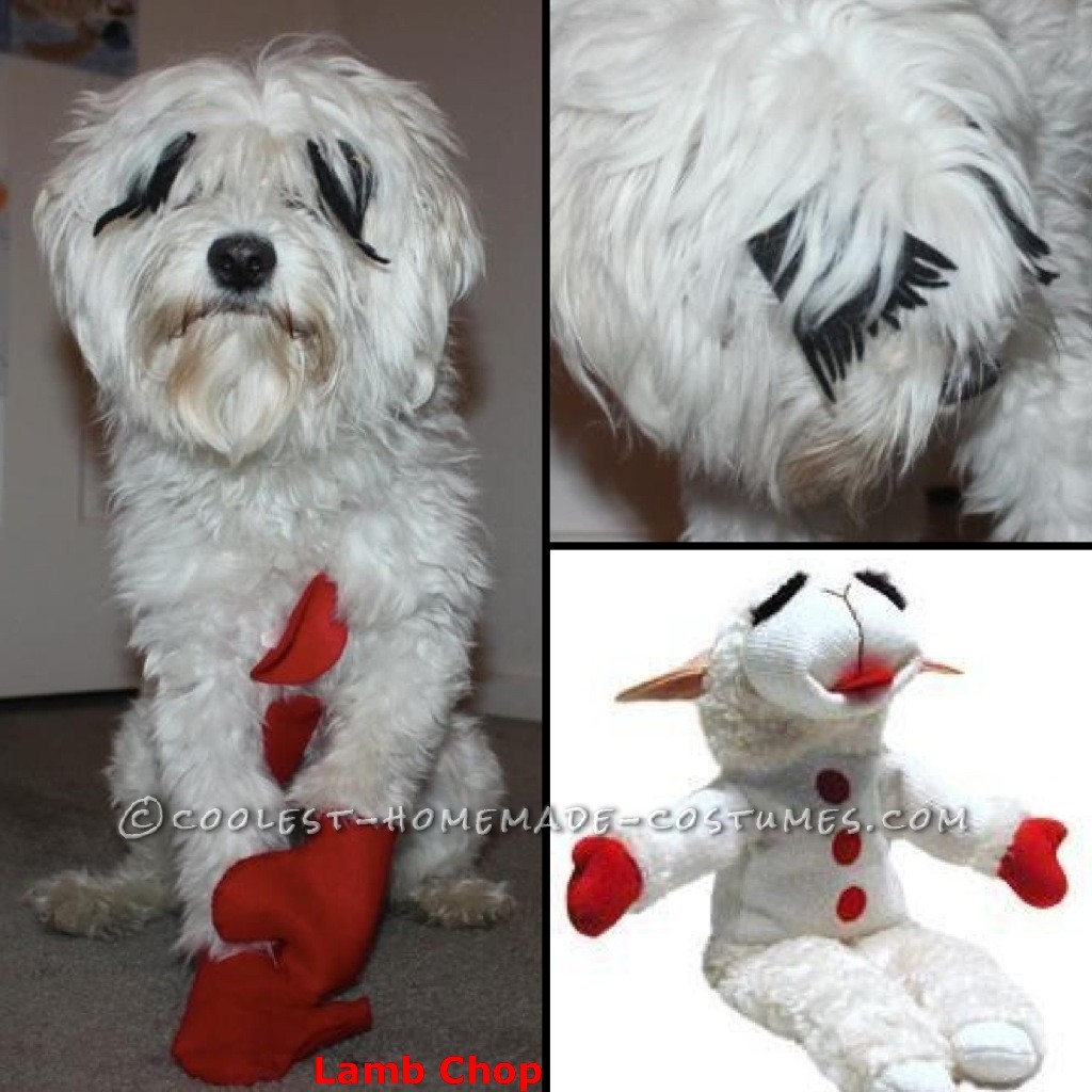 Lambchop dog sale