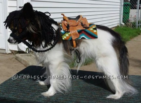 Cutest My Little Pony Costume for a Papillon Dog