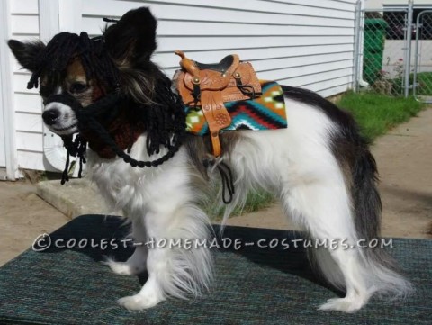Cutest My Little Pony Costume for a Papillon Dog