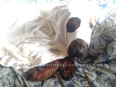 Cool Dog Halloween Costume: Puppy Ghost