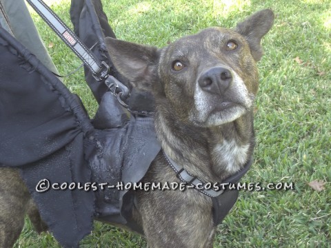 Toothless Dragon Dog Costume