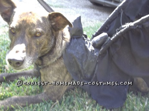 Toothless Dragon Dog Costume