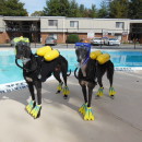 Cool Scuba Dogs