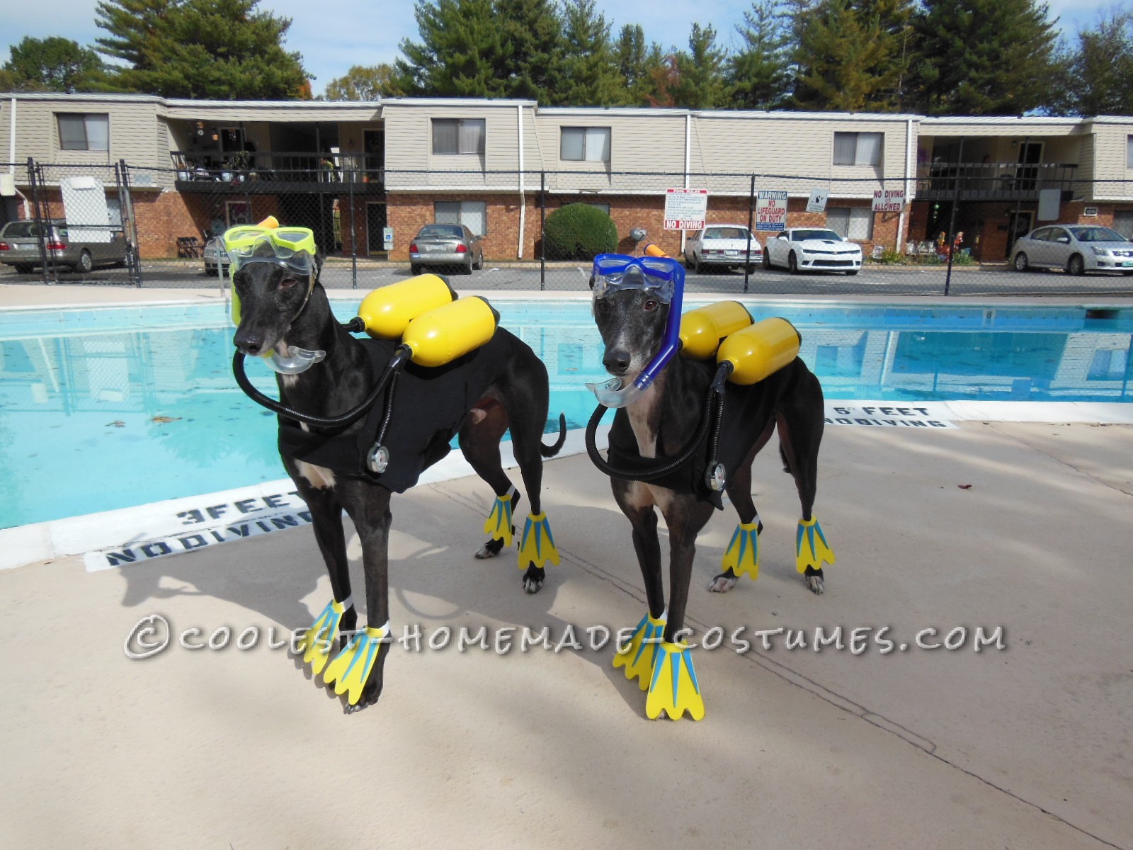 Cool Scuba Dogs