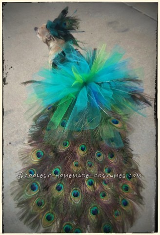 How to Turn Your Chihuahua into a Peacock for Halloween