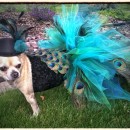 How to Turn Your Chihuahua into a Peacock for Halloween