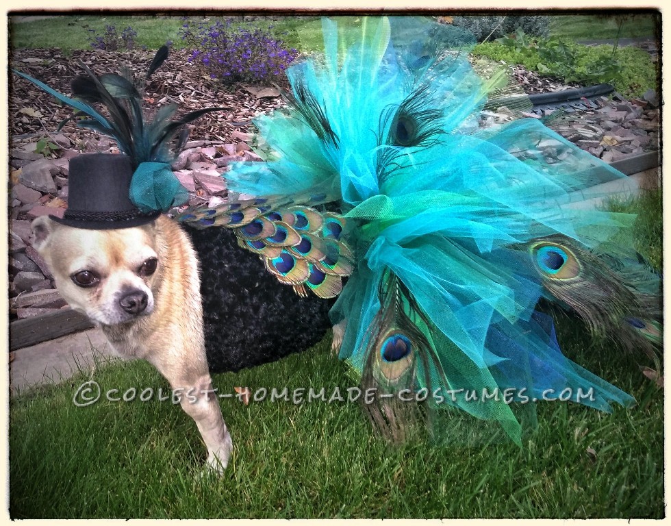 How to Turn Your Chihuahua into a Peacock for Halloween