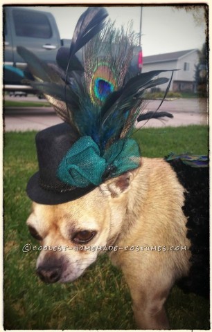 How to Turn Your Chihuahua into a Peacock for Halloween