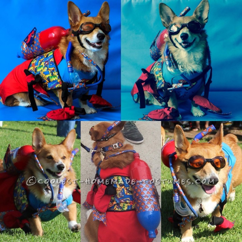 Fun and Easy Scuba Outfit for a Dog