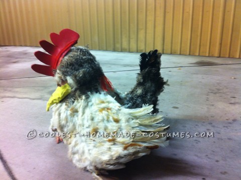 A Chicken So Realistic, She Almost Laid an Egg!