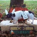 Chick Fila Cow Dog Costume