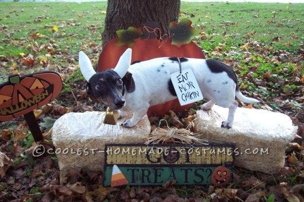 Chick Fila Cow Dog Costume