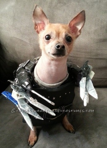 Edward Scissorpaws Costume for a Chihuahua Dog