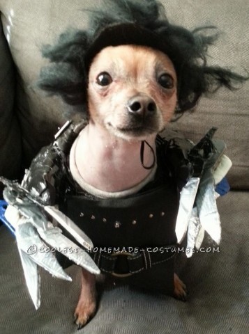 Edward Scissorpaws Costume for a Chihuahua Dog