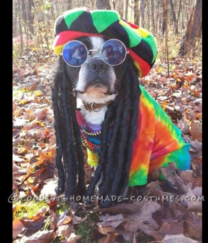 Rasta Dog Costume: Pablo the Boston Terrier Does Bob Marley