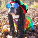 Rasta Dog Costume: Pablo the Boston Terrier Does Bob Marley