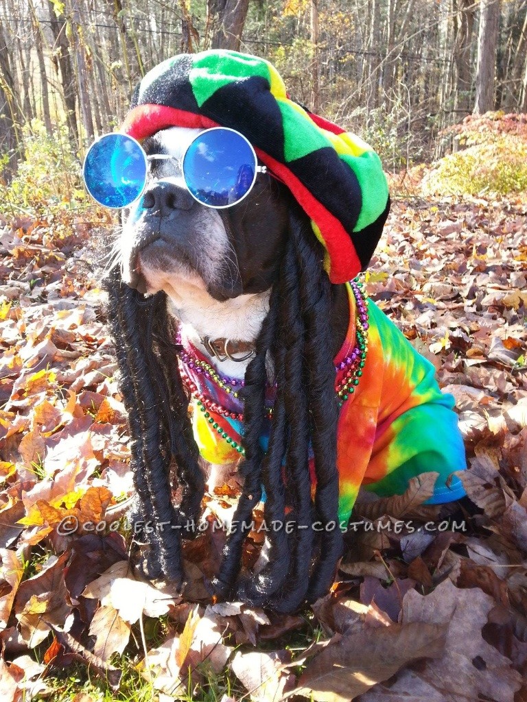 Rasta Dog Costume: Pablo the Boston Terrier Does Bob Marley