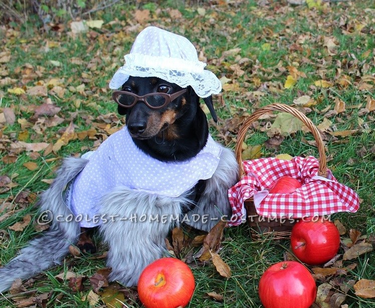 The Big Bad Wolf (as Grandma) Dog Costume