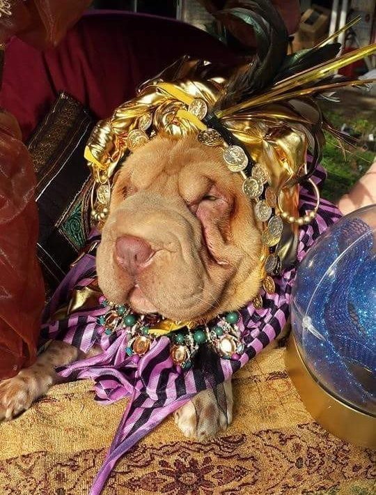 Coolest Fortune Teller Dog Costume Idea for our Miniature Shar Pei