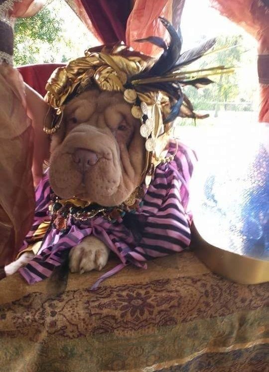 Coolest Fortune Teller Dog Costume Idea for our Miniature Shar Pei