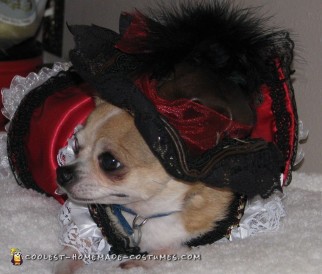 Jack Sparrow and Elizabeth Swann Dog Costumes